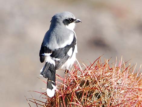 Loggerhead Shrike (Lanius ludovicianus)