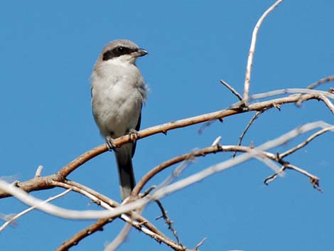 Loggerhead Shrike (Lanius ludovicianus)