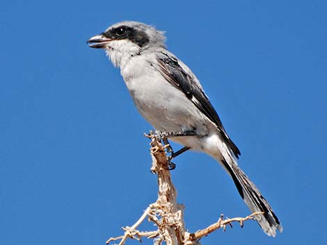 Loggerhead Shrike (Lanius ludovicianus)