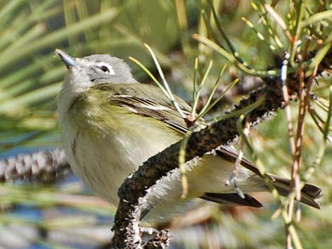 Cassin's Vireo (Vireo cassinii)