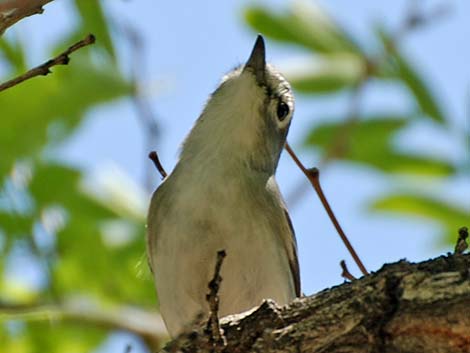 Cassin's Vireo (Vireo cassinii)