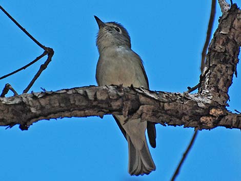 Plumbeous Vireo (Vireo plumbeus)