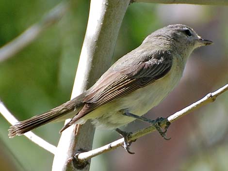 Warbling Vireo (Vireo gilvus)