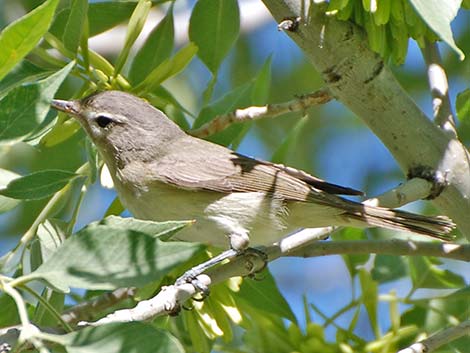 Warbling Vireo (Vireo gilvus)