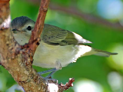 Warbling Vireo (Vireo gilvus)