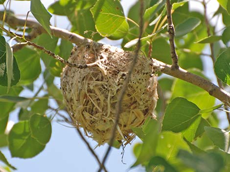 Warbling Vireo (Vireo gilvus)