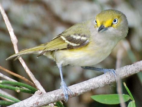 White-eyed Vireo (Vireo griseus)