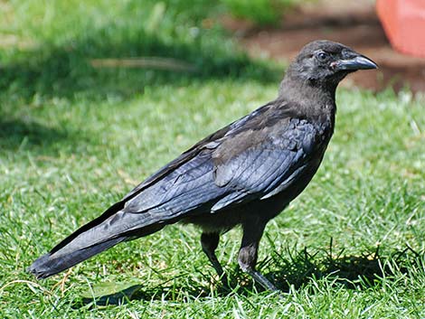 American Crow (Corvus brachyrhynchos)