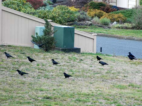 American Crow (Corvus brachyrhynchos)