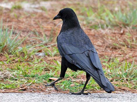 American Crow (Corvus brachyrhynchos)