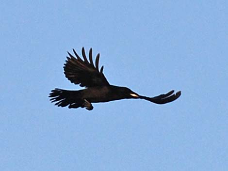 American Crow (Corvus brachyrhynchos)