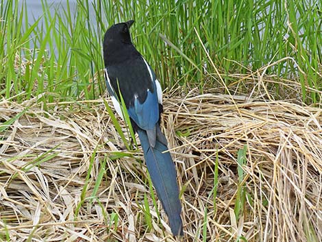 Black-billed Magpie (Pica hudsonia)