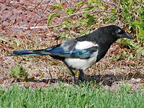 Black-billed Magpie (Pica hudsonia)