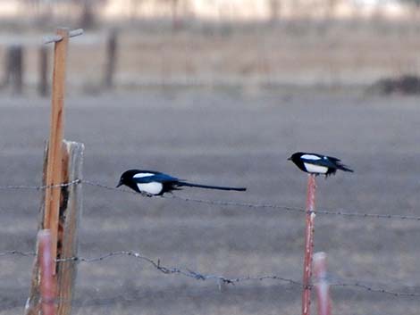 Black-billed Magpie (Pica hudsonia)