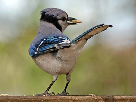 Blue Jay (Cyanocitta cristata)