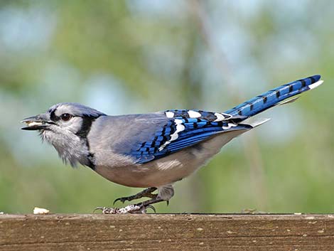 Blue Jay (Cyanocitta cristata)