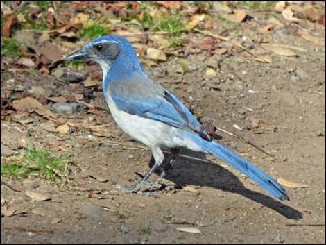 Western Scrub-Jay (Aphelocoma californica)