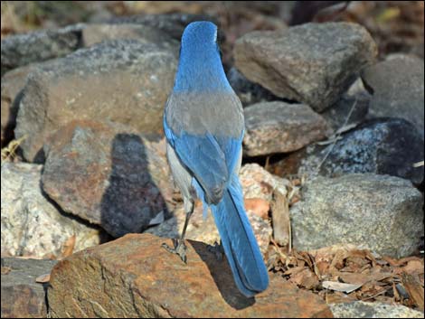 Western Scrub-Jay (Aphelocoma californica)