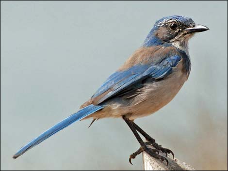 Western Scrub-Jay (Aphelocoma californica)