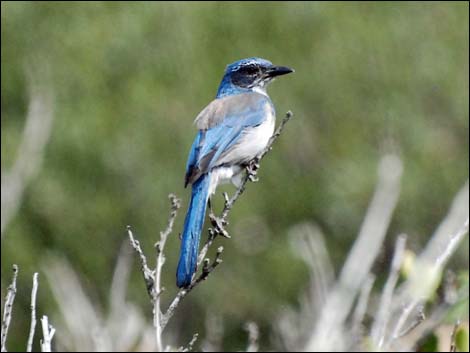 Western Scrub-Jay (Aphelocoma californica)