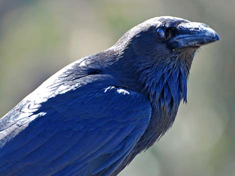 Chihuahuan Raven (Corvus cryptoleucus)