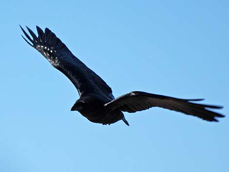 Chihuahuan Raven (Corvus cryptoleucus)