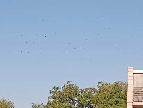 Clark's Nutcracker (Nucifraga columbiana)