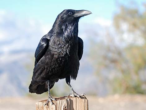 Common Raven (Corvus corax)