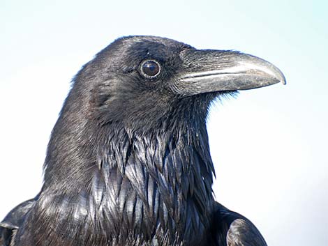 Common Raven (Corvus corax)