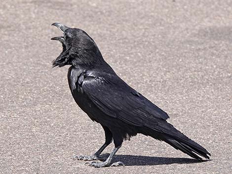 Common Raven (Corvus corax)