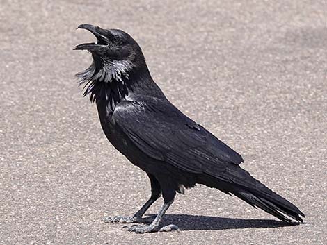 Corvidae