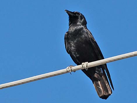 Fish Crow (Corvus ossifragus)