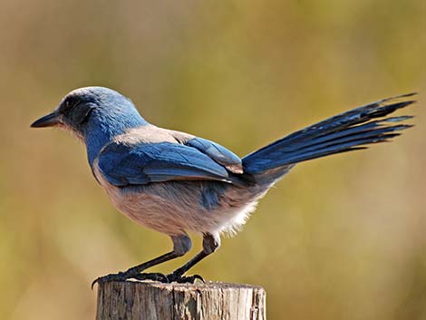 Florida Scrub-Jay (Aphelocoma coerulescens)