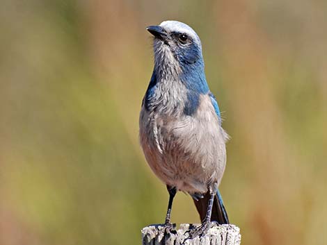 Florida Scrub-Jay (Aphelocoma coerulescens)