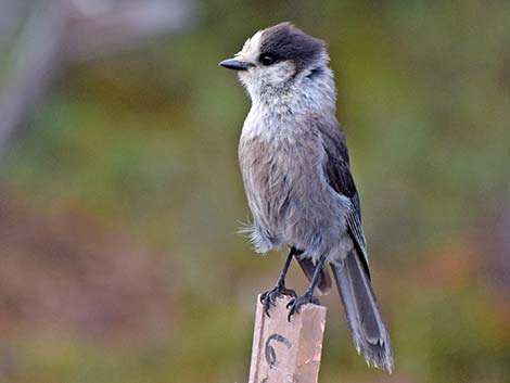 Canada Jay (Perisoreus canadensis)