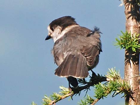 Canada Jay (Perisoreus canadensis)