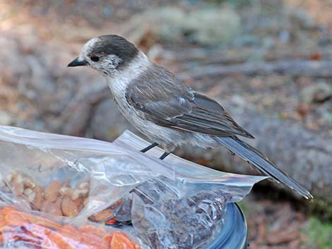 Canada Jay (Perisoreus canadensis)