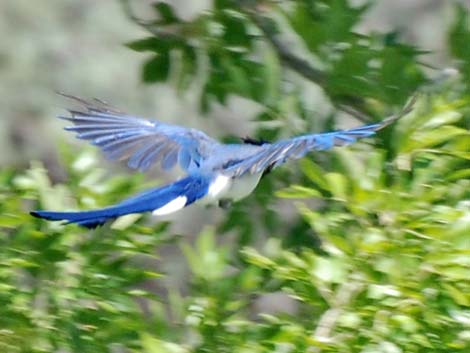 Black-throated Magpie Jay (Calocitta colliei)