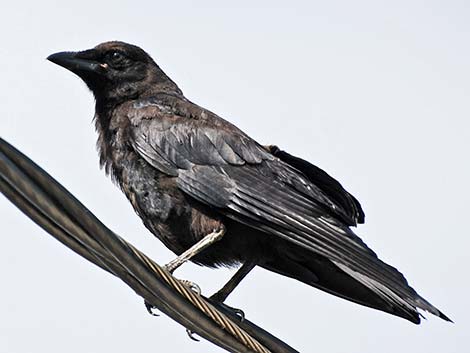 Northwestern Crow (Corvus caurinus)