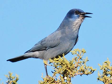 Pinyon Jays (Gymnorhinus cyanocephalus)