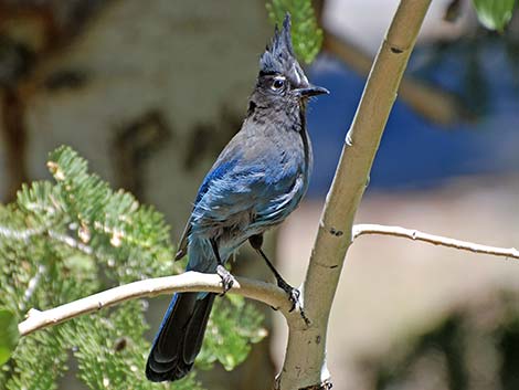 Steller's Jay (Cyanocitta stelleri)