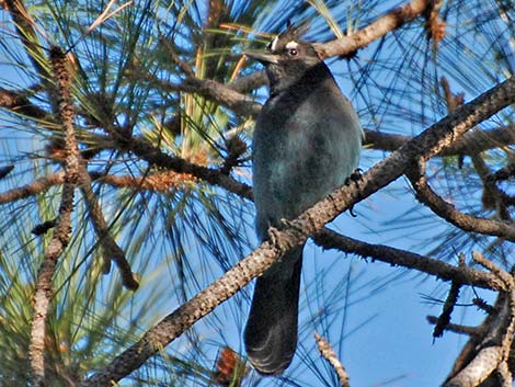 Steller's Jay (Cyanocitta stelleri)