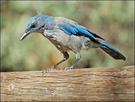 Western Scrub-Jay (Aphelocoma californica)