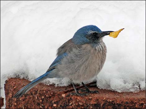 Western Scrub-Jay (Aphelocoma californica)