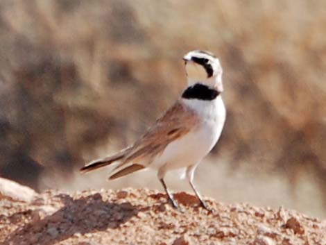 Horned Lark (Eremophila alpestris)