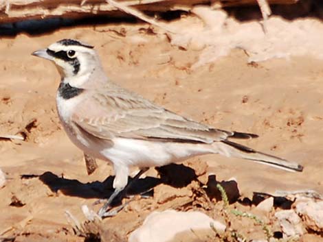 Horned Lark (Eremophila alpestris)