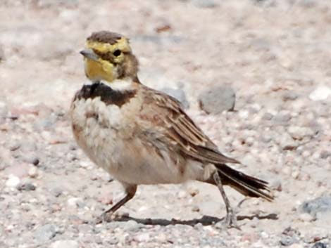 Horned Lark (Eremophila alpestris)