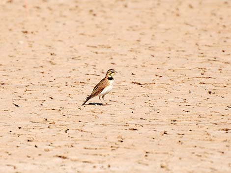 Horned Lark (Eremophila alpestris)