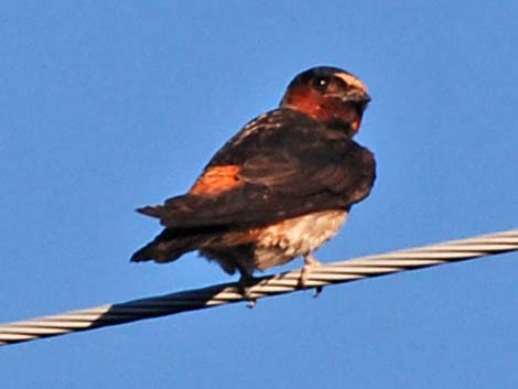 Cliff Swallow (Petrochelidon pyrrhonota)