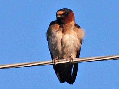 Cliff Swallow (Petrochelidon pyrrhonota)